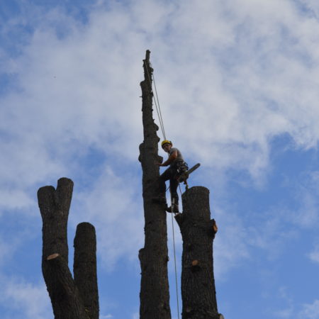 abattage arbre suppression couronne