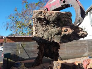 extraction de souche arbre